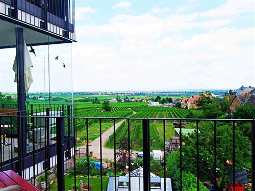 Ferienwohnung - 2 Personen -  - Mandelring - 67433 - Neustadt An Der Weinstraß