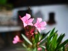 Bilde 53