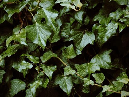 Ferieleilighet - 4 personer -  - Bahnhofstraße - 17207 - Röbel