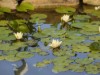 Billede 8