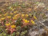 Bilde 39