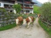 Bilde 4