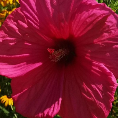 Billede 3